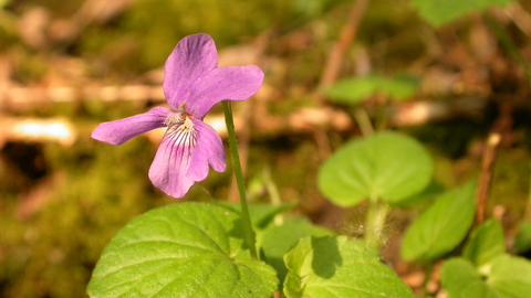 violet marsh